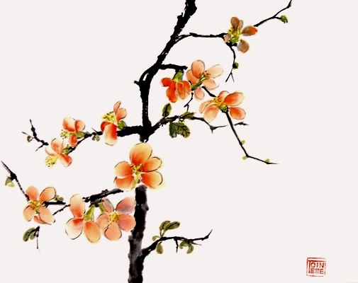 Toinette Lippe - Japanese Quince
